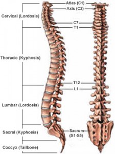 spinal_curves_regions-225x300